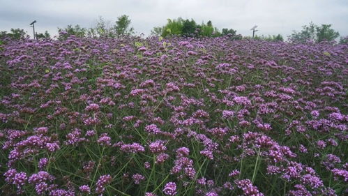 100亩柳叶马鞭草已盛开 如梦似幻的紫色浪漫等你来打卡