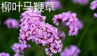 马鞭草vs薰衣草,谁更胜一筹