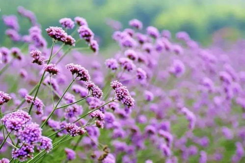 花海上新啦 这次是20000平方米的紫色马鞭草