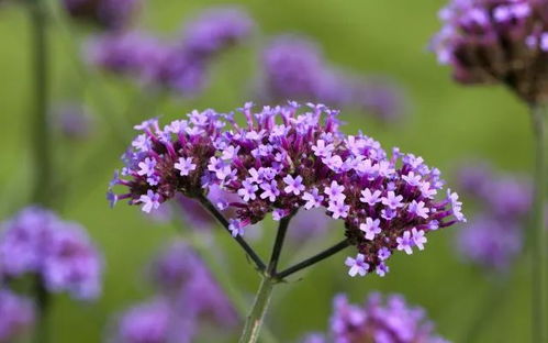 讲真,再不来上海薰衣草节就亏大了