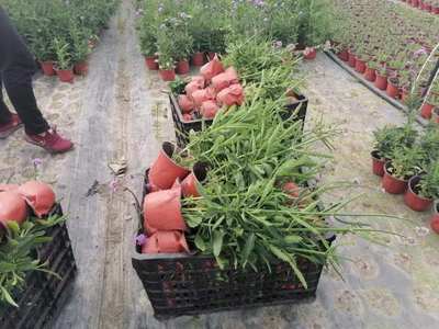 甘肃柳叶马鞭草小苗批发 马鞭草价格 马鞭草基地