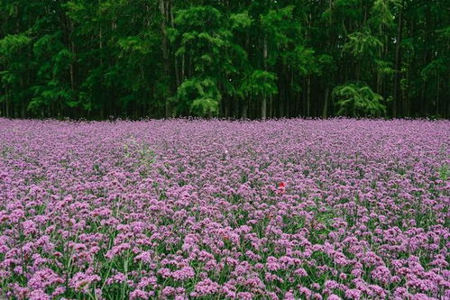 薰衣草平替 初夏盛开,公园绿地最近都是粉紫色