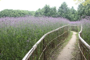 柳叶马鞭草花田