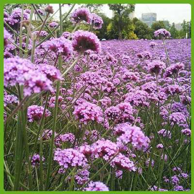 观赏花卉苗 柳叶马鞭草价格 欢迎致电咨询