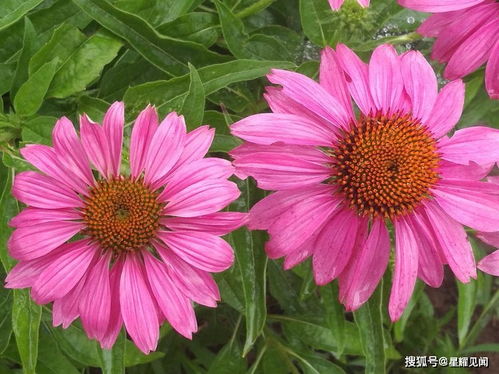 三门峡市陕州公园 柳叶马鞭草肆意灿烂,炫酷了整个游园