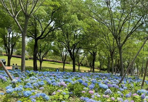 暑假,一起去环上公园邂逅花海秘境