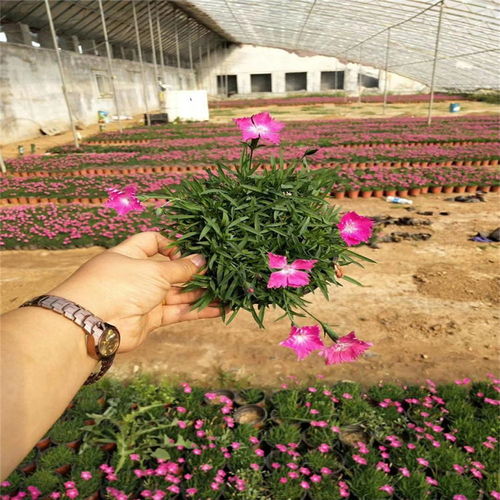 认准 云南大理柳叶马鞭草绿化苗木大量供应,云南柳叶马鞭草绿化苗木大量供应