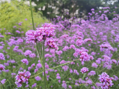 美丽吉安 柳叶马鞭草娇艳盛开
