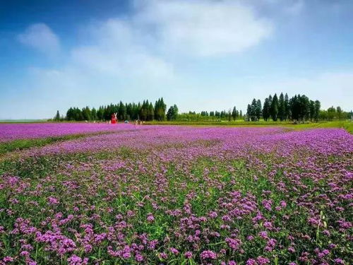 南京 金色丹桂飘香季,沉醉在金陵的深秋 附赏花地图 旅游 网