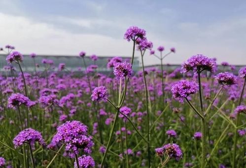 不必去普罗旺斯,铜山也有一片紫色花海