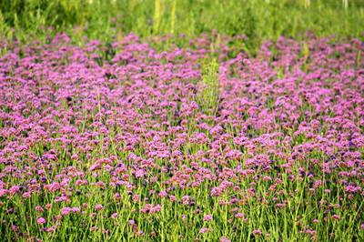 紫色马鞭草花海