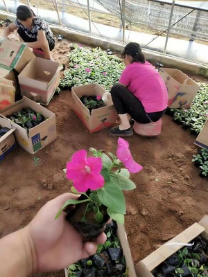 福州柳叶马鞭草供货商