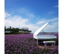 柳叶马鞭草种苗产品信息