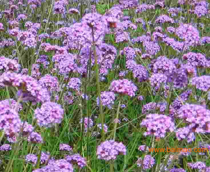 柳叶马鞭草 价格 ,柳叶马鞭草 价格 生产厂家,柳叶马鞭草 价格 价格