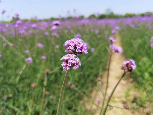 大片紫色浪漫来袭
