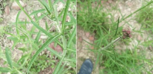 打造一片柳叶马鞭草花海,可不仅仅是撒播花种那么简单