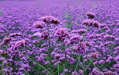花卉种子马鞭草种子价格柳叶马鞭草