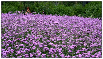 辉南 百日菊大色艳株型美观