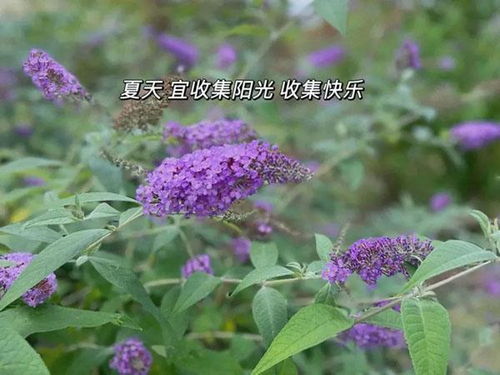 冷艳神秘 一起来世纪公园认识这个 醉 美紫花