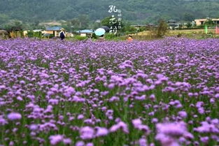 福州惊现大片马鞭草花海 再也不用羡慕普罗旺斯了