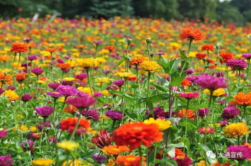 你来或不来,紫陌花海就在这里