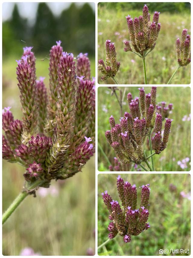 柳叶马鞭草 形态特征与生态习性