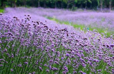 潍坊柳叶马鞭草苗子基地——优质柳叶马鞭草的专业培育与采购地