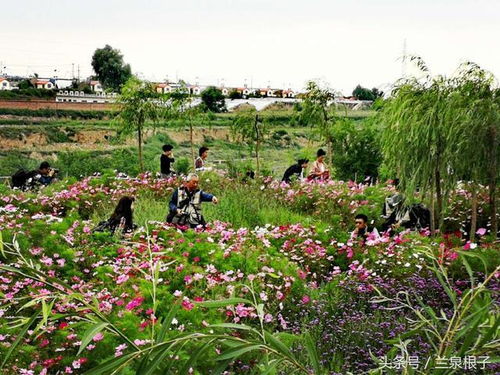兰州花语小镇 柳叶马鞭草初秋绽放 吸引市民驻足观赏