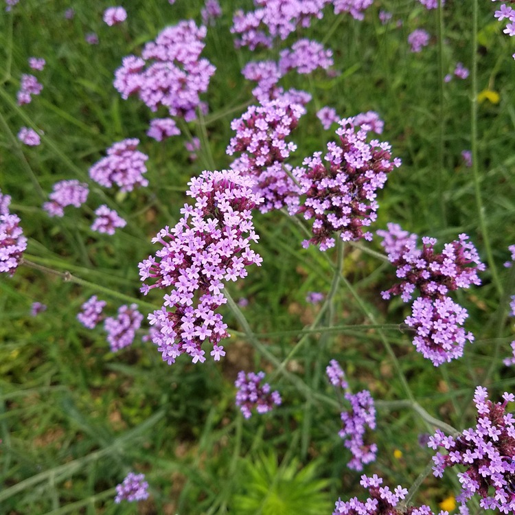 柳叶马鞭草 芳香园艺观赏花卉的栽培与价值