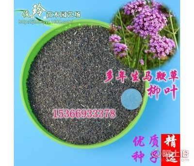 优质绿化种子推荐 柳叶马鞭草与四季香草