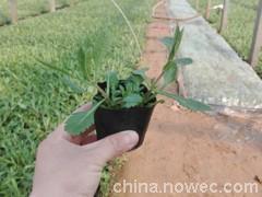 青州柳叶马鞭草价格与山东马鞭草基地介绍