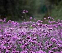 柳叶马鞭草批发基地优质商家置顶推荐产品