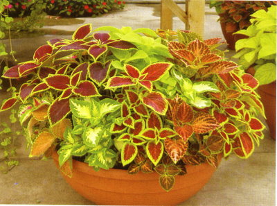 内蒙古柳叶马鞭草种子批发 价格、供应与厂家信息