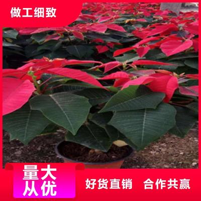 追求品质，时令草花批发新选择 柳叶马鞭草，五一国庆装点城市