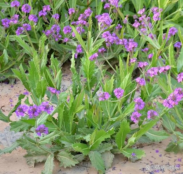 柳叶马鞭草的姹紫嫣红 精湛的栽培技术与呵护管理