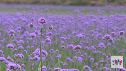 紫云轻舞 柳叶马鞭草的盛夏邀约