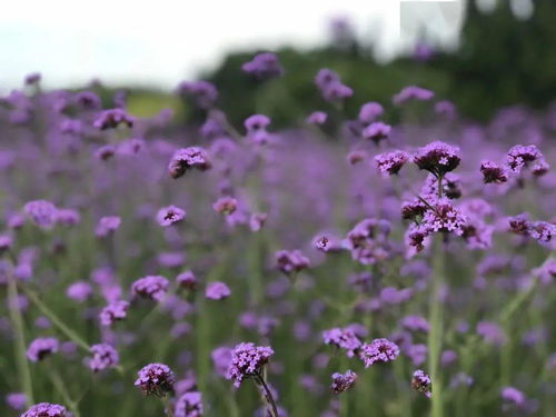 2020年春夏流行色之柳叶马鞭草