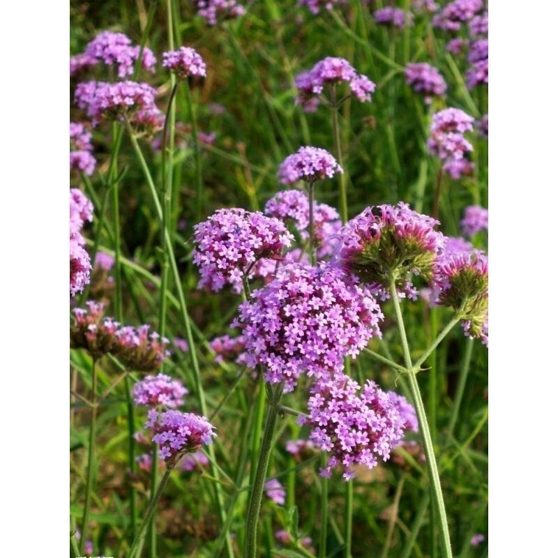 柳叶马鞭草 四季易活的庭院绿化宿根花卉