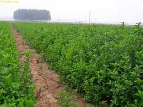 独具特色的优质柳叶马鞭草 供应商与采购指南