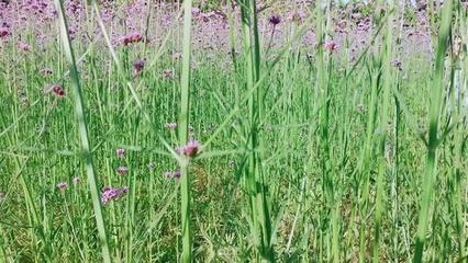 花海公园的紫色浪漫——柳叶马鞭草