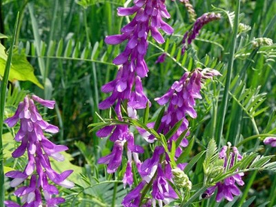 柳叶马鞭草的种植时机与注意事项