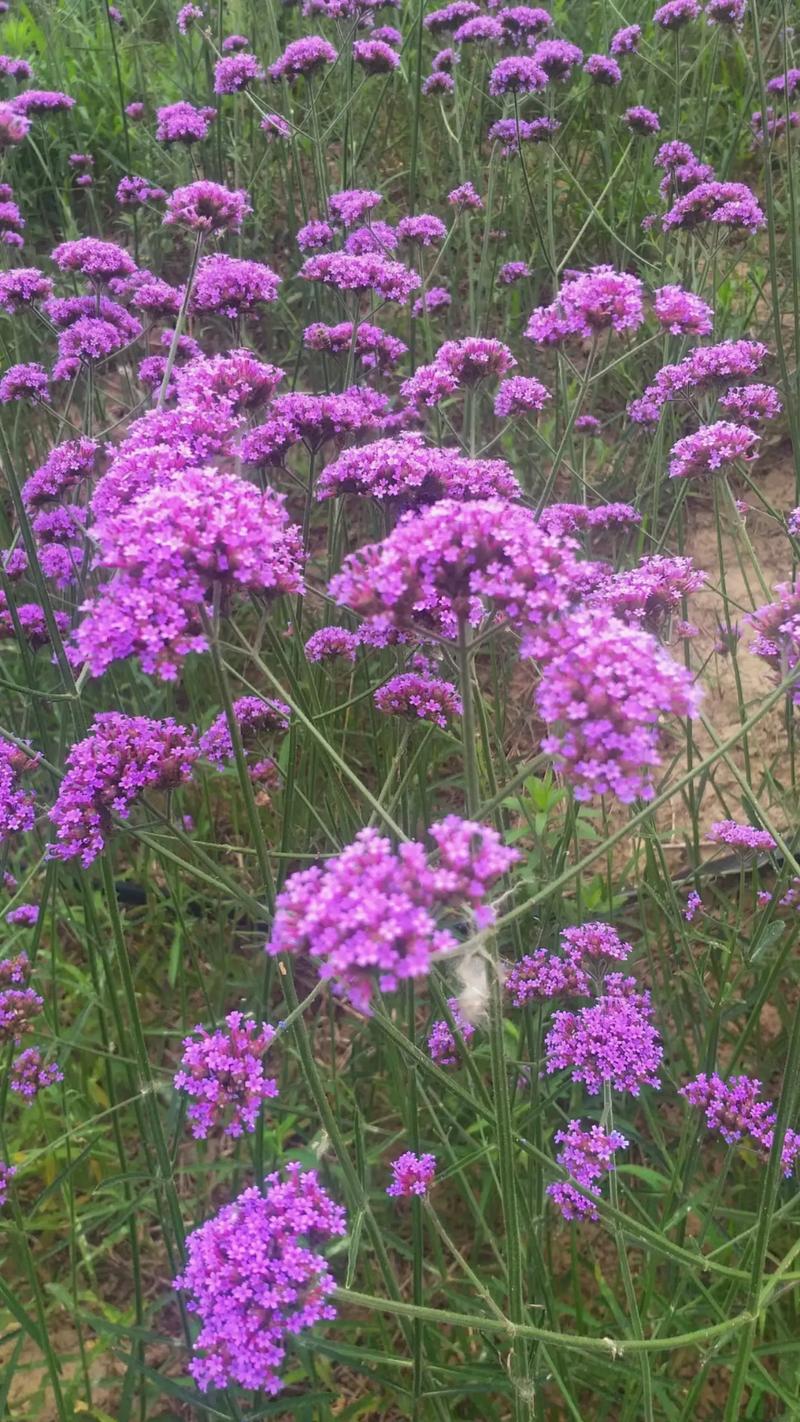柳叶马鞭草 马鞭草科中的紫色浪漫