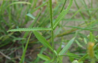柳叶马鞭草 紫花不见叶的植物之谜