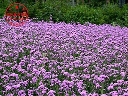 山东柳叶马鞭草种植基地价格与批发指南