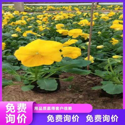 宿根花卉观赏草 蒲苇、狼尾草与柳叶马鞭草的品质之选