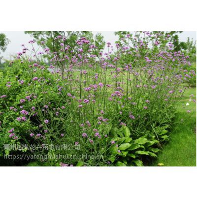 柳叶马鞭草常年批发供应，基地直供，绿化工程优选苗木