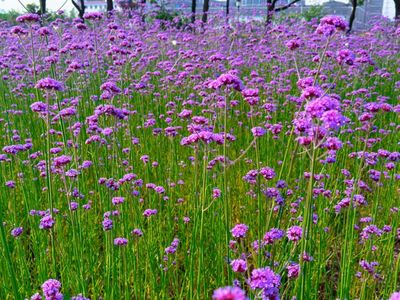 太出片！萧山一农村媲美“普罗旺斯”，柳叶马鞭草成网红打卡地