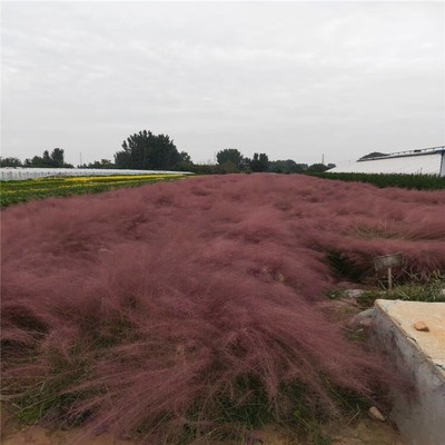 河北恒拓柳叶马鞭草 性价比高的优质苗木选择