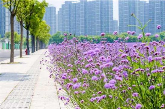 杭州网红柳叶马鞭草盛放 近5万平米紫色花海如梦似幻