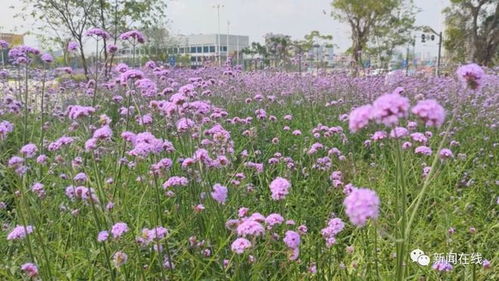 南宁网红马鞭草花海遭踩踏，工作人员无奈 喇叭都喊坏了几个